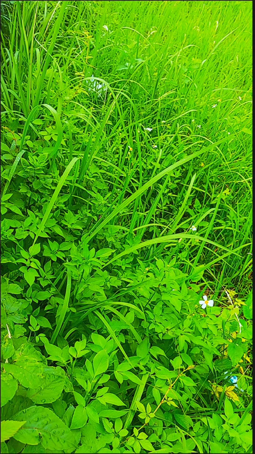 田埂专用除草剂,只除草不伤一棵水稻苗#水稻田埂专用除草剂 #水稻种植