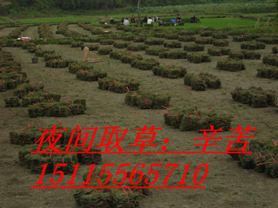 主营产品_郴州市苏仙区绿园草皮苗木种植中心