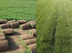 优质草皮种植-绿化真草坪每平米价格-新乡万方园林绿化
