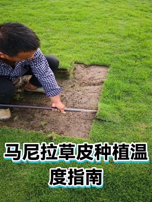 马尼拉草皮种植温度指南