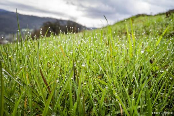气象科普知识,下雨天走在草地上为什么会感到比在水泥地上凉爽?