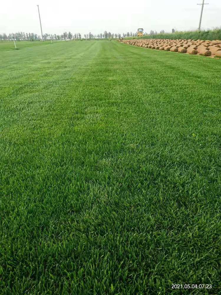 洛阳混播草皮种植 四季青混播价格 百慕大草坪基地 小区绿化草坪 发货